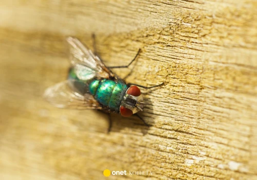 Naturalny sposób na muchy w domu. Ten trik działa lepiej niż myślisz