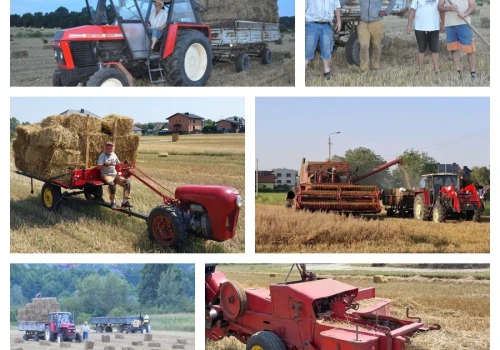 Żniwa pełne maszyn z różnych epok. Bizony, Ursusy i Dziki wciąż pracują