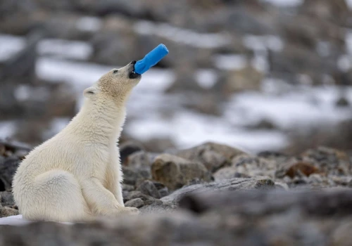 Mikroplastik jest w każdym zakątku Ziemi. Naukowcy znaleźli go nawet na Antarktydzie