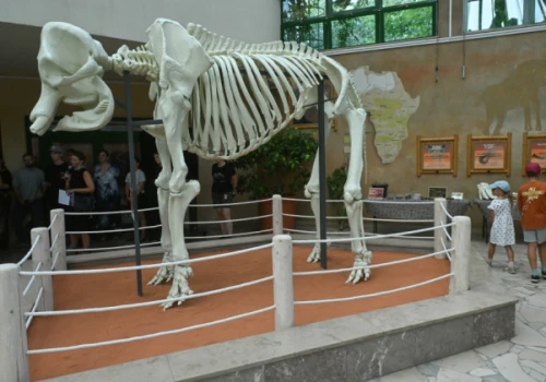Wielki i wydrukowany w 3D. Szkielet legendy w warszawskim zoo