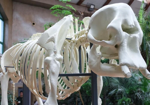 Warszawskie ZOO odsłoniło pełnowymiarowy szkielet legendarnej słonicy Erny. Zrekonstruowano go w 3D
