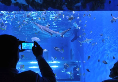 Śmierć rekinów. Aquapark Reda wydał oświadczenie