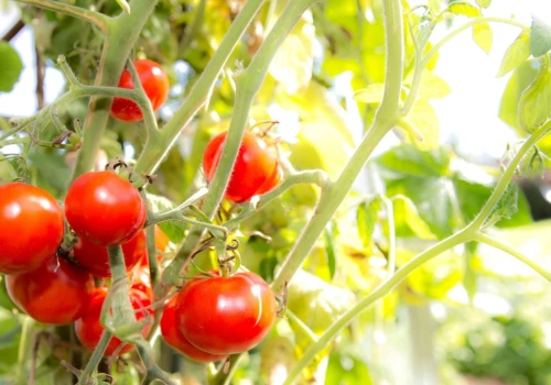 Ten mit o pomidorach wciąż krąży. Ogrodniczka wyjaśnia, jak jest naprawdę