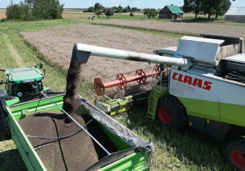 2250 zł za rzepak, zboża bez ruchu. Tak płacą skupy