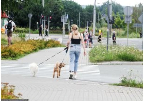 Podstawowy obowiązek właściciela psa. Mandat za brak to 500 zł