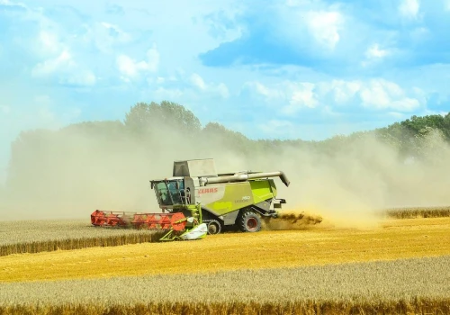 07.08.2026 Ceny skupu zbóż, kukurydzy, oleistych i strączkowych: rzepak w górę, kukurydza w dół