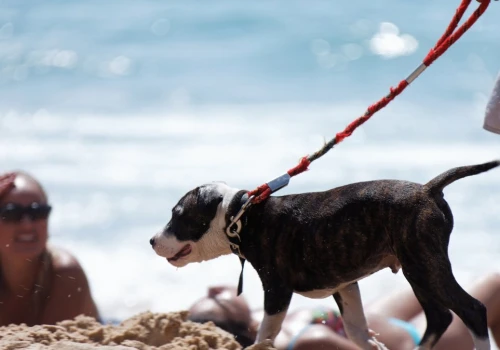 Oburzenie plakatem o psach na plaży. 