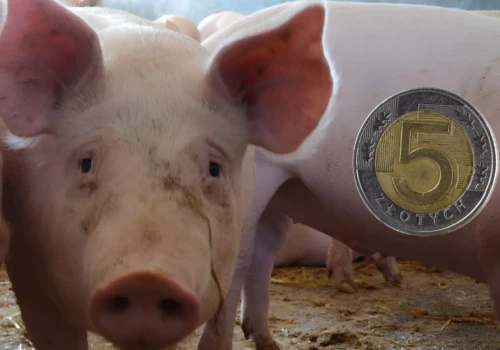 Ceny świń mocno w górę. Nawet 1,10 zł/kg podwyżki w tydzień