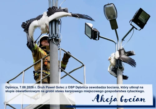 Strażacy uratowali bociana uwięzionego na słupie
