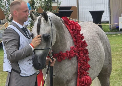 Dni Konia Arabskiego: Aukcja “Pride of Poland”