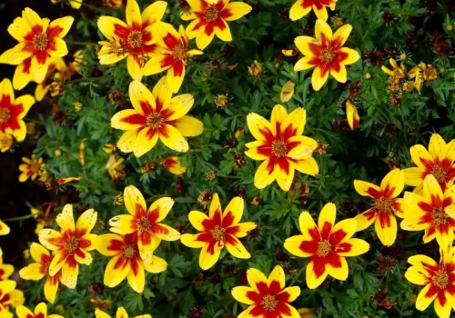 Posadź zamiast pelargonii. Ten kwiat kocha słońce i kwitnie aż do przymrozków