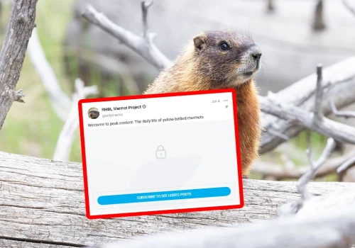 Nie ma kasy na badania, więc poszli na portal dla dorosłych. Tak naukowcy ratują swój projekt