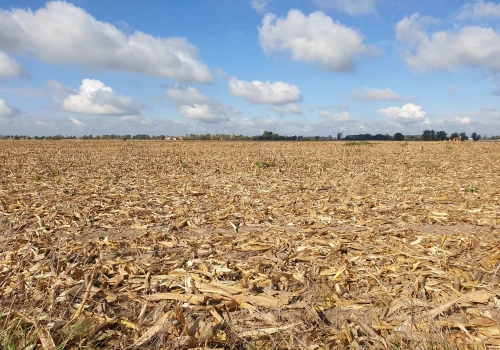 Będą odszkodowania dla rolników za straty od gradobicia i upałów