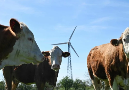 Nowe przepisy UE od 8 sierpnia. Chodzi o antybiotyki dla zwierząt
