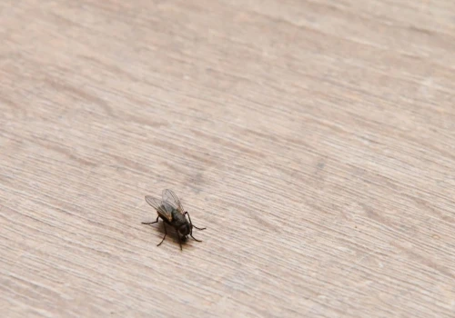 Muchy nie dają ci spokoju? Rozsyp to na blacie i naturalnie odstrasz owady