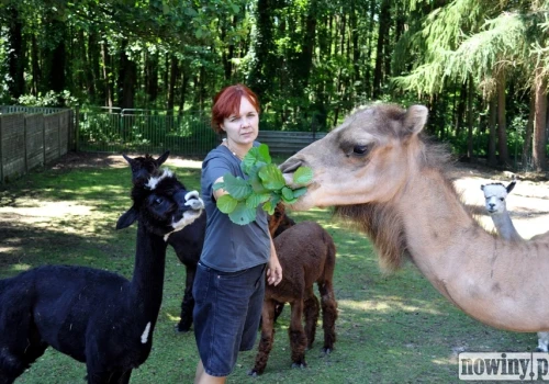 Zaczęło się od dwóch alpak i trzech kóz. Dziś w zagrodzie mieszka ponad 100 zwierząt