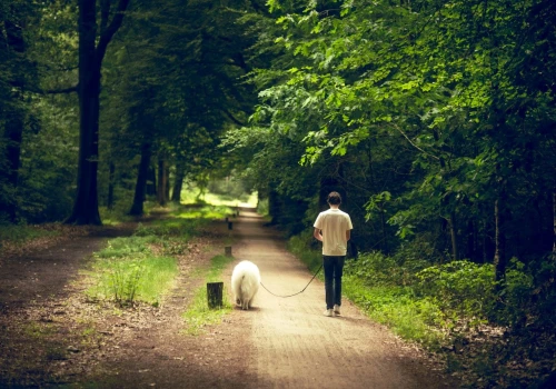 Posiadasz zwierzęta? Dziś weszły w życie nowe przepisy w sprawie ich leczenia