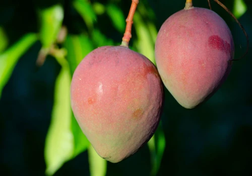 Mus z mango z Gerbera kosztuje 62 zł za kg. Rodzice znaleźli na Allegro zamiennik za 16 zł