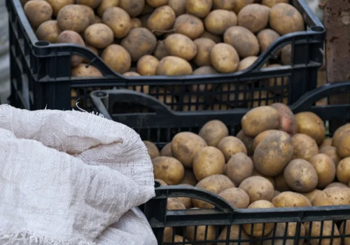 Aktualne ceny ziemniaków. W hurcie kilkadziesiąt groszy, ale są sposoby by dostać więcej