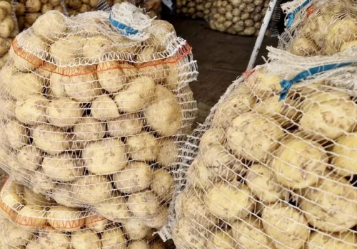 Ukraina buduje największy zakład przetwórstwa ziemniaków. Ma zastąpić import
