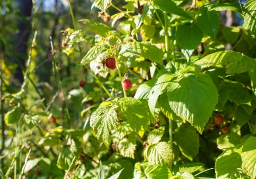 Maliny po 18 zł/kg, 4 t/ha. Trudny sezon dla plantatorów