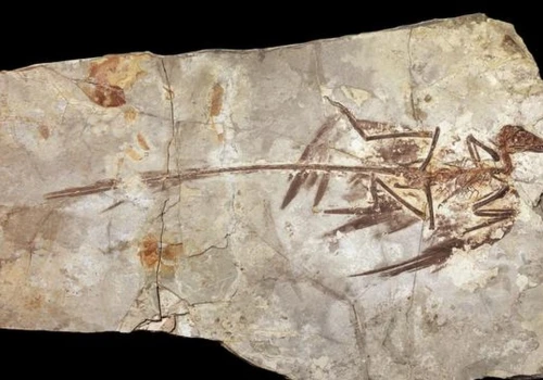 Dlaczego dinozaury nie mogły być wielkości chomika? Przełomowa analiza