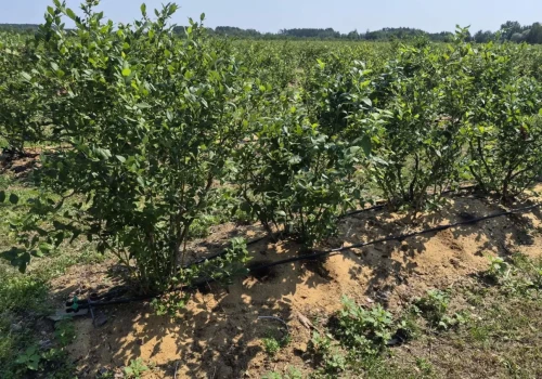 Borówki po zbiorach. Co teraz na plantacji?