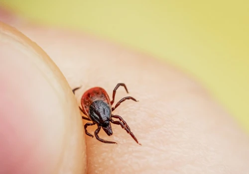Coraz więcej przypadków alergii na mięso. Powstaje po ukąszeniu