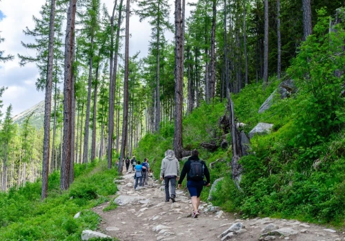 Tego nie wolno wynosić z lasu bez zgody. Kodeks przewiduje grzywnę
