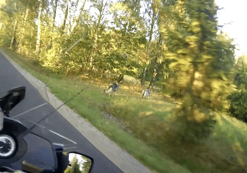 Dwa wilki spokojnie szły poboczem drogi pod Rzeszowem. To kolejne takie zgłoszenie