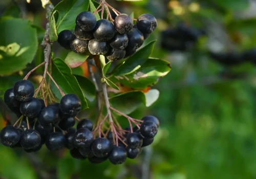 Wystartowały zbiory aronii. Plantatorzy mówią o cenie wyjściowej