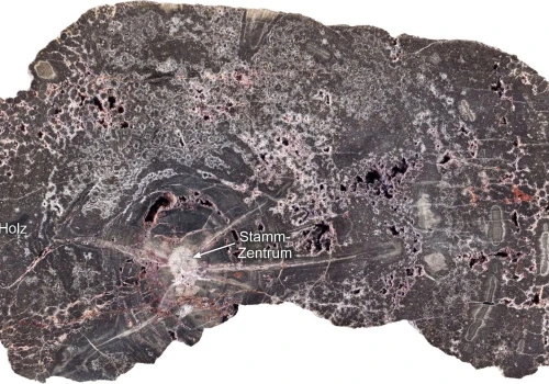 Skamieniałe drewno przechowało 300 milionów lat historii Ziemi. Geologiczna kapsuła czasu robi furorę