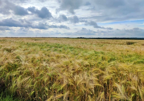 Rolnicy kończą żniwa – plony w powiecie tarnowskim mniejsze niż rok temu
