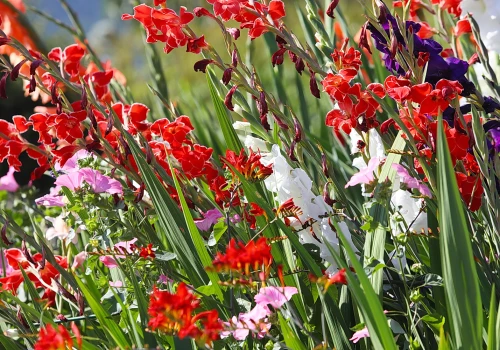 Ogród botaniczny w Kielcach kusi nie tylko wzrok, ale i węch