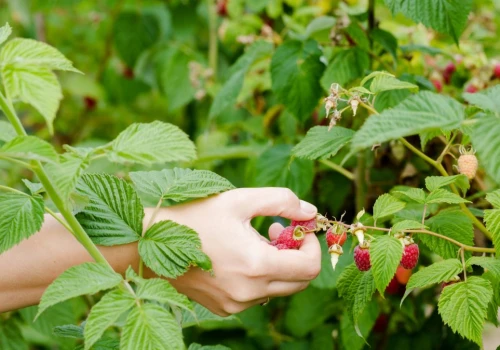 Maliny droższe, ale plantatorzy nie kryją rozczarowania. Jest jeden problem