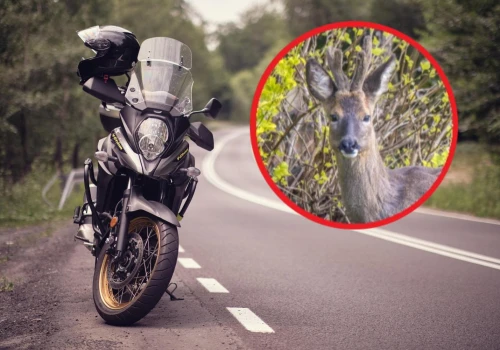Groźna sytuacja na DK77 na Podkarpaciu. Motocyklista zderzył się z sarną