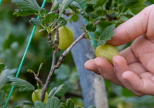 Kwaśny? Tylko z pozoru. Ten owoc pod skórką skrywa samo dobro. Jelita go uwielbiają