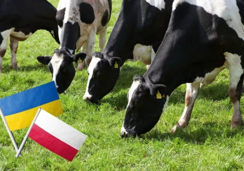 Ukraina szykuje mleczarską ofensywę. Polska może mieć poważny problem