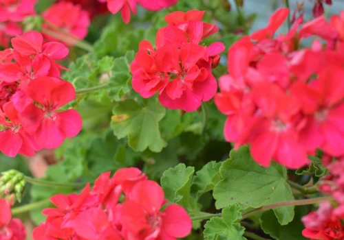 Witaminowy nawóz do pelargonii. Wzmocnione kwitną oficie do przymrozków