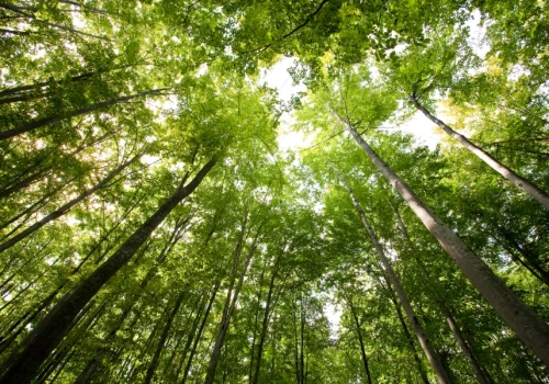 W poniedziałek wejście do Karkonoskiego Parku Narodowego jest bezpłatne