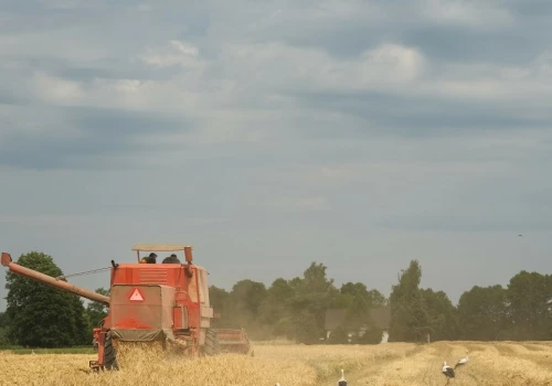 Ich obecność wieszczy koniec lata. Niezwykłe widoki na polskich polach