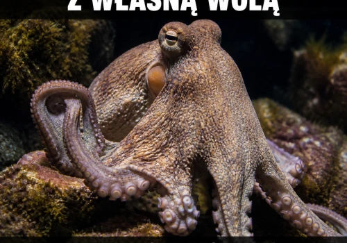 Osiem rąk i żadnego kierownika