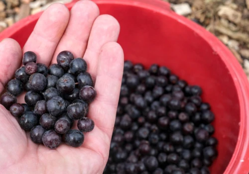 Ceny aronii wystrzeliły. Tyle plantatorzy chcą za kilogram owoców