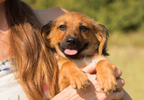 Masz w planach adopcję czworonoga? Możesz zyskać nawet 1500 zł na konto