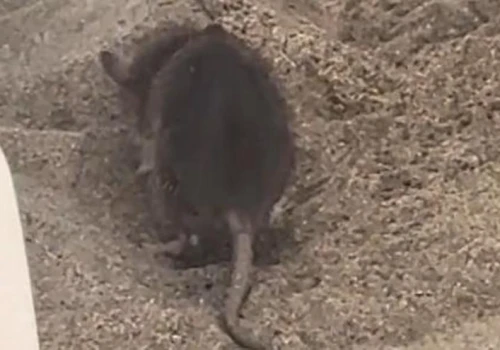 Szczur na plaży w Maspalomas. Zaskakujące nagranie turysty