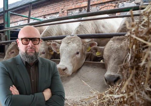 Rolnicy będą mogli sprzedawać więcej wołowiny? Jest ważny ruch ministerstwa
