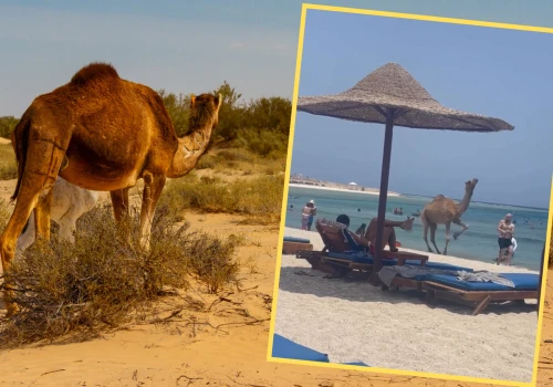 Dziki wielbłąd wbiegł na plażę w Egipcie. Nagranie Polaka obiegło sieć