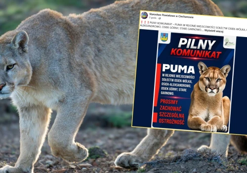Niebezpieczny drapieżnik widziany na Mazowszu. Pilny apel służb