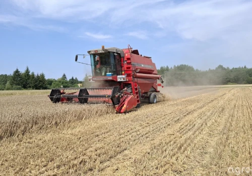 Ceny pszenicy 10.08.2026. Nawet 140 zł/t różnicy między skupami