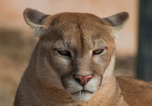 Puma grasuje w lasach na Mazowszu. Wydano pilne ostrzeżenie